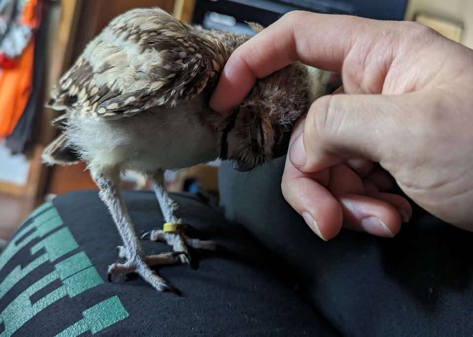 A small baby owl enjoys its head being scratched